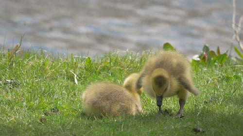 Close view of goose goslings