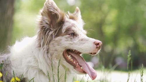 Dog with Tongue Out Relaxing in Field