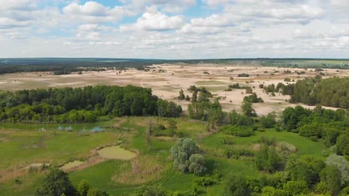 Deforestation Disaster Change Climate Global Warming Pine Forest in Ukraine