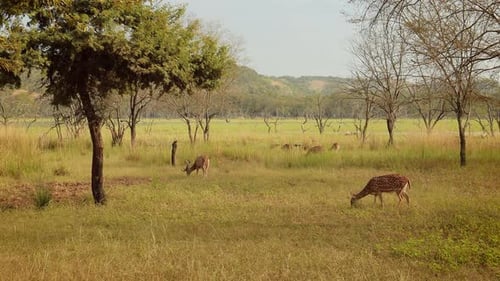 Chital or Cheetal, Also Known As Spotted Deer, Chital Deer, and Axis Deer