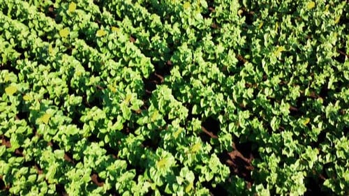 Aerial drone view of a flying over the sunflower field