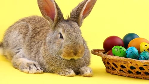 Adorable Bunny with Basket of Easter Eggs