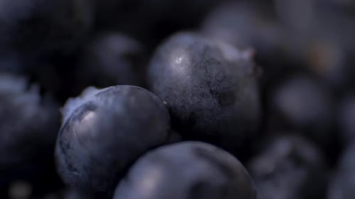 Detail of Blueberries. Macro Trucking Shot. Resolution Top View.