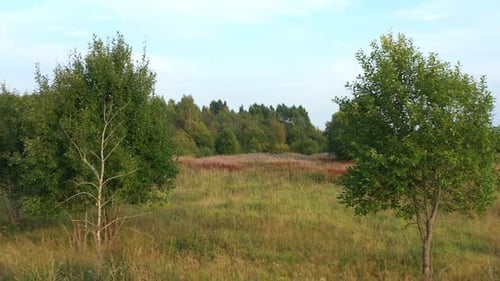 Herbst-Feld. Wilde Natur