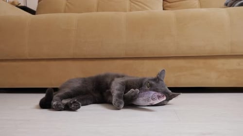 Gray Cat Playing with Fish Toy on Floor