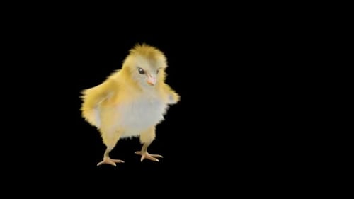 Cute Fluffy Chick Dancing and Waving 3D Animation