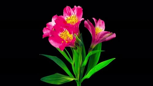 Alstroemeria flower blossoms, time-lapse with alpha channel