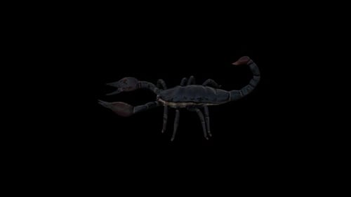 Black Scorpion Top Walk