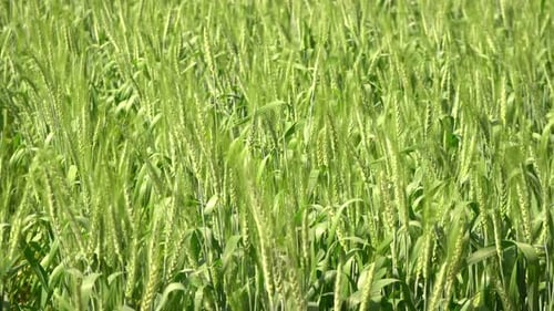 Barley Farm