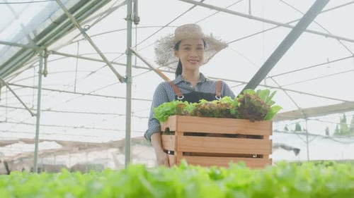 Asian beautiful woman farmer work in vegetables hydroponic green farm.