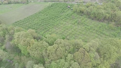 Molas aéreas de mudas
