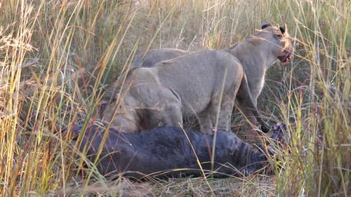 Lion mangeant un gnous