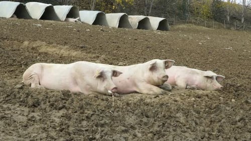 Pigs Resting in Mud on a Farm