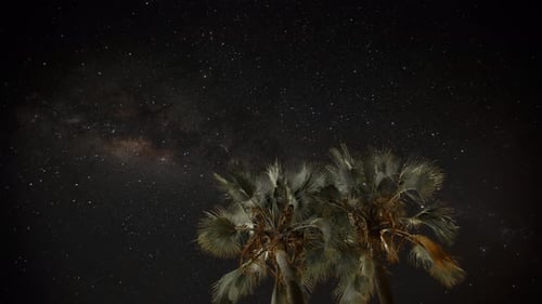 Milky Way Galaxy Time-Lapse with Tropical Palm Trees
