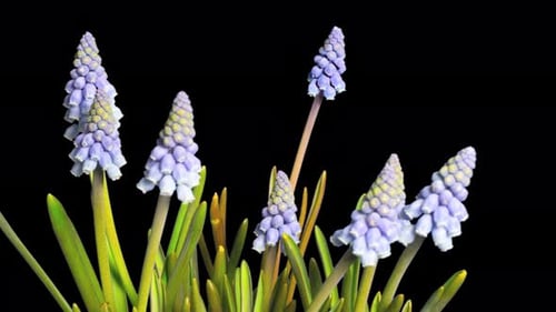 Blue Spike flowers blossom, time-lapse with alpha channel