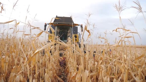 Front View of Grain Harvester Gathering Maize Crop in Farmland