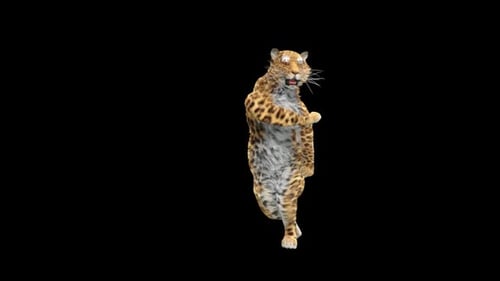 Leopard Dancing HD