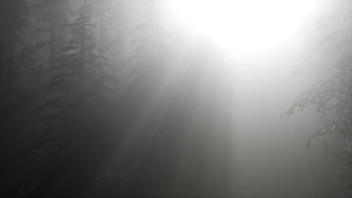 Misty Spring Morning in Pine Tree Forest