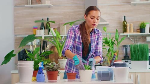 Woman Gardening Indoors Transplants Succulent Plants