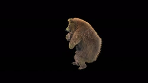 Animated Brown Bear Standing and Looking Around