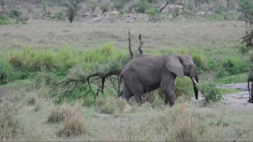 Elephant Walking Through Grassy African Plain
