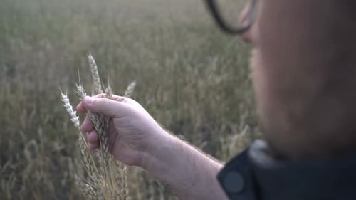 Farmer Works with a Computer Tablet in a Wheat Field at Sunset