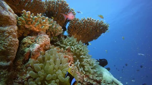 Colorful Fish Swim Around Coral Reef Underwater