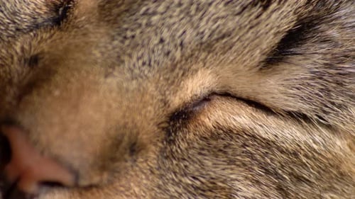 Close Up of a Tabby Cat Eye Opening