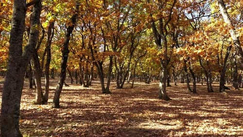 Wald im Herbst