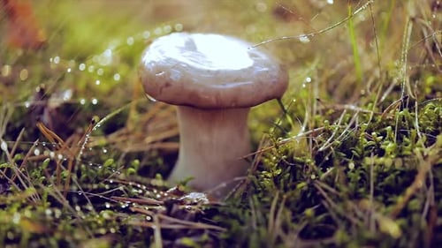 Mushroom Boletus In a Sunny Forest in the Rain