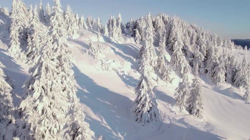 Drohne fliegt bei Sonnenaufgang zwischen komplett weißen, schneebedeckten Pinienwäldern