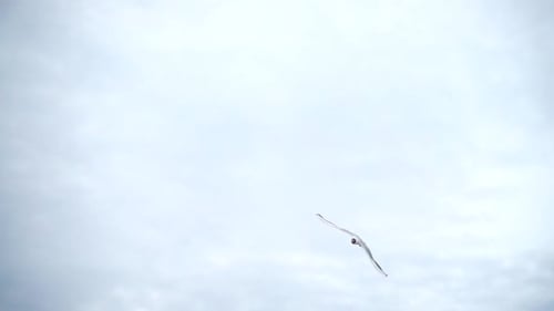 Seagull Soaring Elegantly in Cloudy Sky
