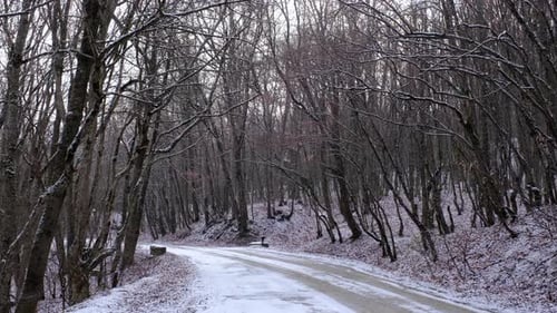 Fresh Snow Falling at the Trees and Road