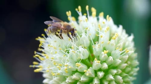 One Honey Bee Collecting Nectar Pollen with Flower on Spring Sunny Day