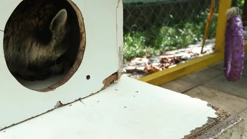 North American Raccoons
