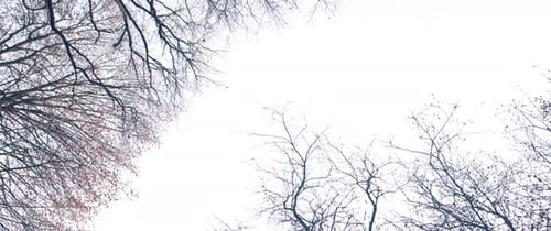 The Forest