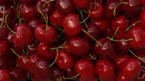 Realistic Falling Cherries Filling Screen Alpha Channel Animation