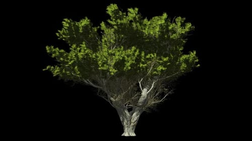 Big Bush With Branches