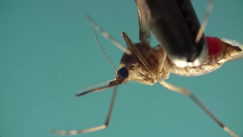 Mosquito Hold By Metal Tweezers is Moving Legs in Macro on the Blue Background