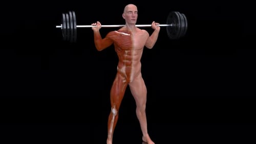 3D Man Squats with Visible Muscles Anatomy