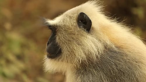Gray Langur Semnopithecus, Also Called Hanuman Langur