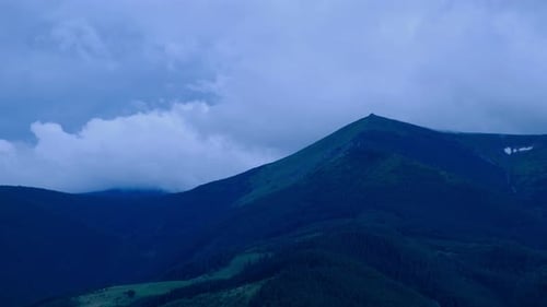 Summer forest in mountains. Natural summer landscape