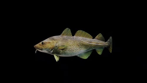 Atlantic Cod Fish View From Side