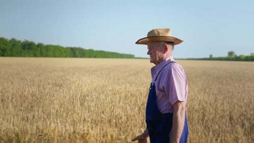 Harvest Season, Elderly Male Farmer in Straw Hat Walks Along Path Background of Wheat Field