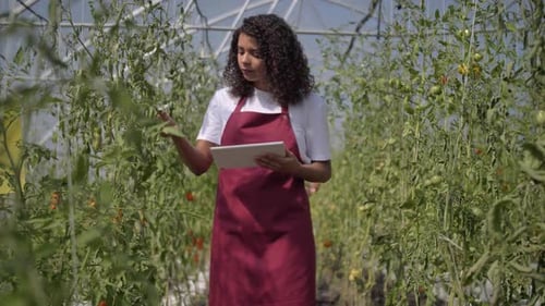 Woman Using Tablet in Tomato Greenhouse