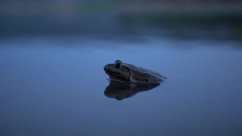 Frog Sits Calmly in Quiet Water at Night