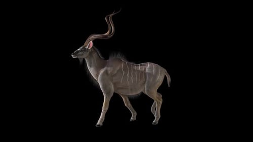 Deer Walk 3