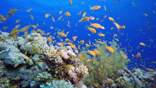 Tropical Colourful Fish