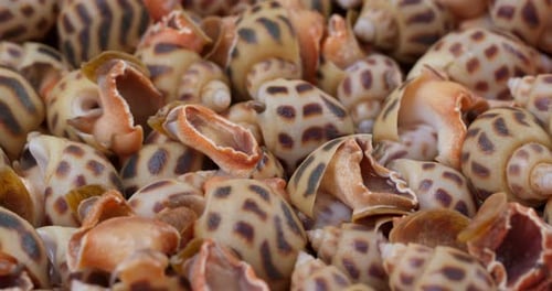 Escargot de mer cuit en rotation