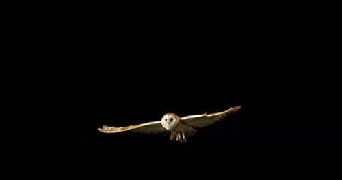 Barn Owl, tyto alba, Adult in flight, Normandy in France, Slow Motion 4K